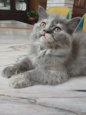 1-3 Months Female Purebred Persian