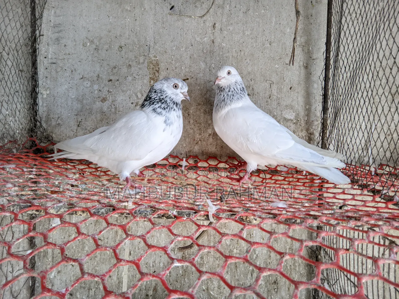 Jira Gola Pigeon Pair