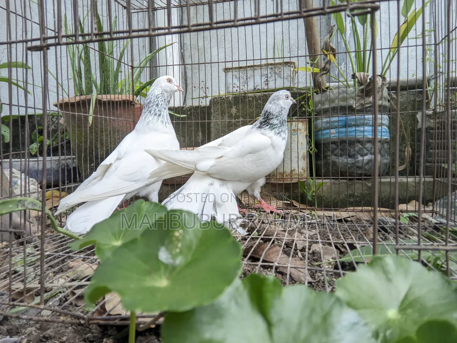 Jira Gola Pigeon Pair