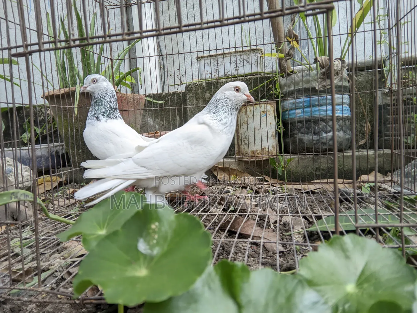 Jira Gola Pigeon Pair