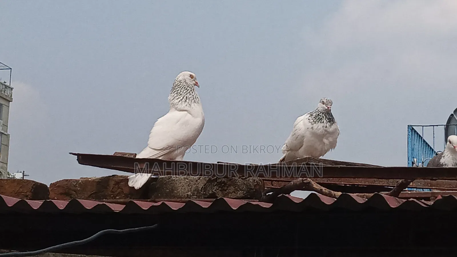 Jira Gola Pigeon Pair