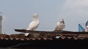 Jira Gola Pigeon Pair