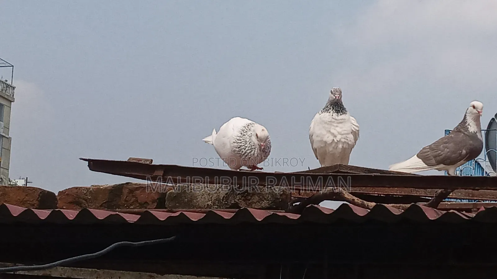 Jira Gola Pigeon Pair