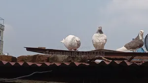 Jira Gola Pigeon Pair