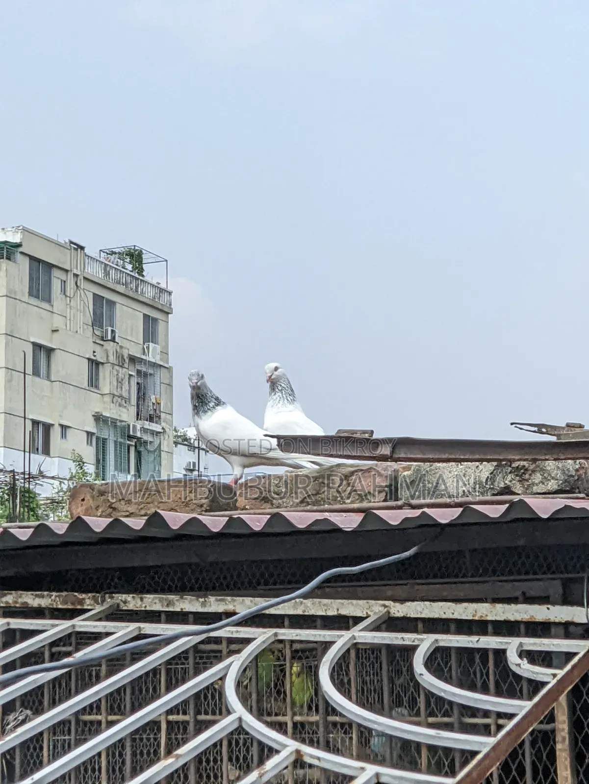 Jira Gola Pigeon Pair