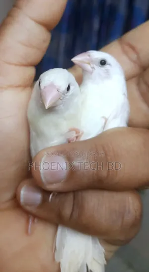 Bengali Finch (White)