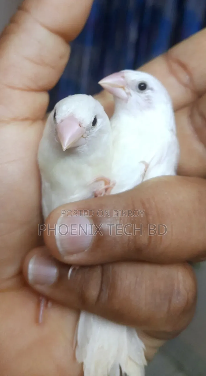 Bengali Finch (White)