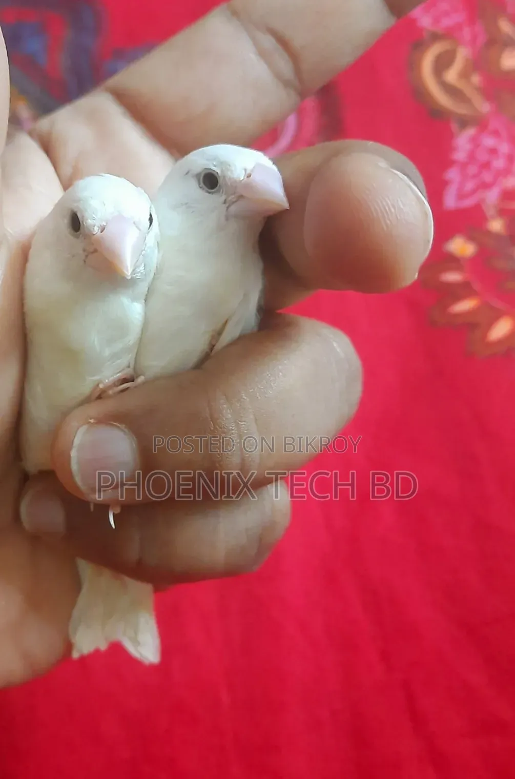 Bengali Finch (White)