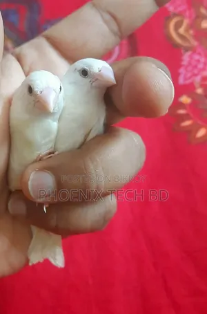 Bengali Finch (White)
