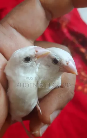 Bengali Finch (White)