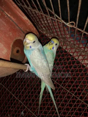Budgie birds with chicks for sale.