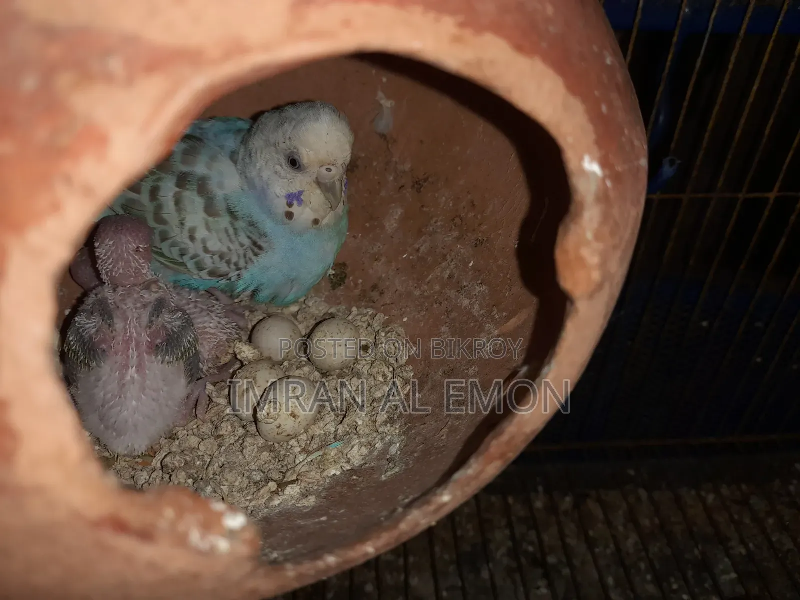 Budgie birds with chicks for sale.