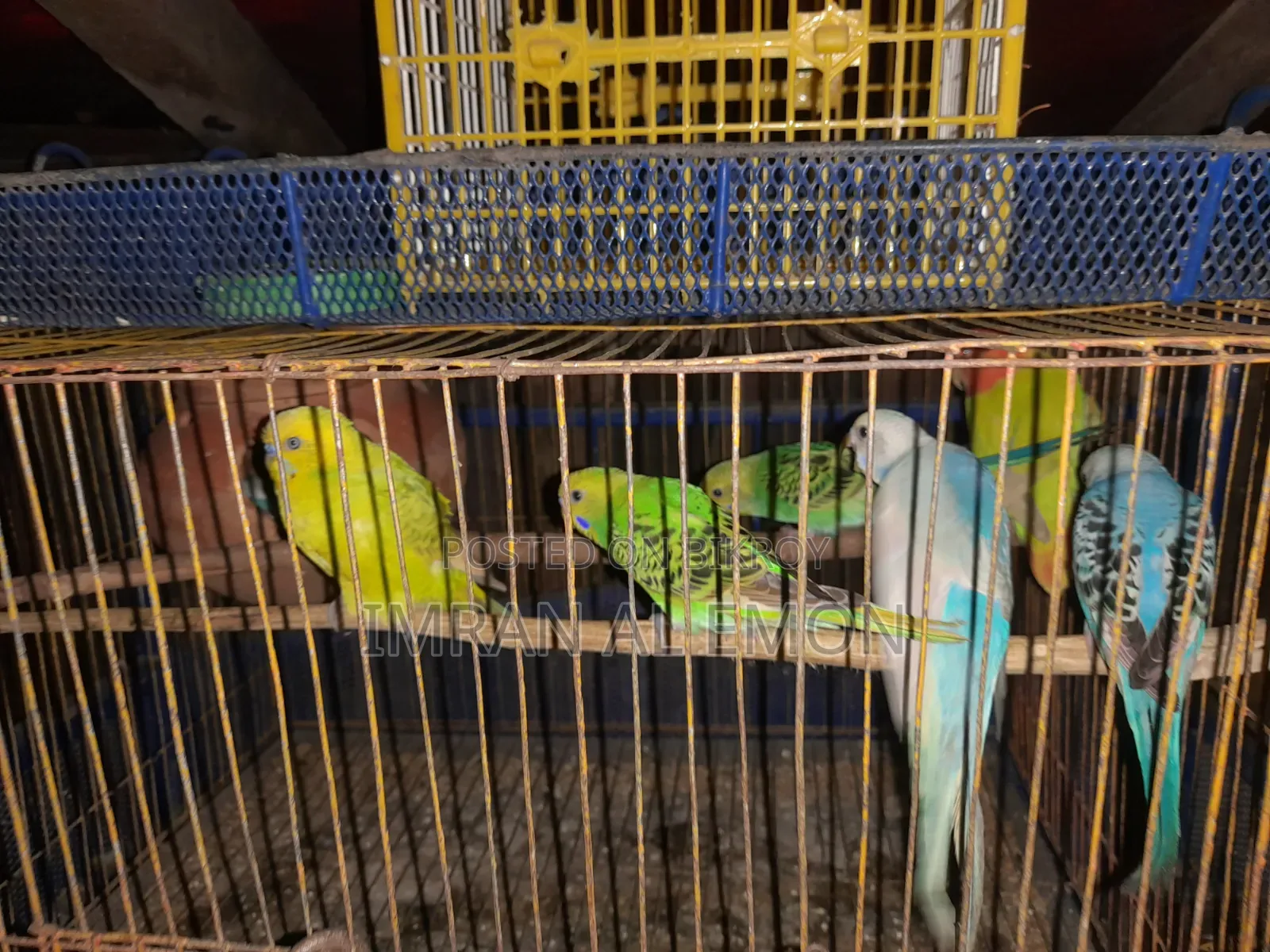 Budgie birds with chicks for sale.