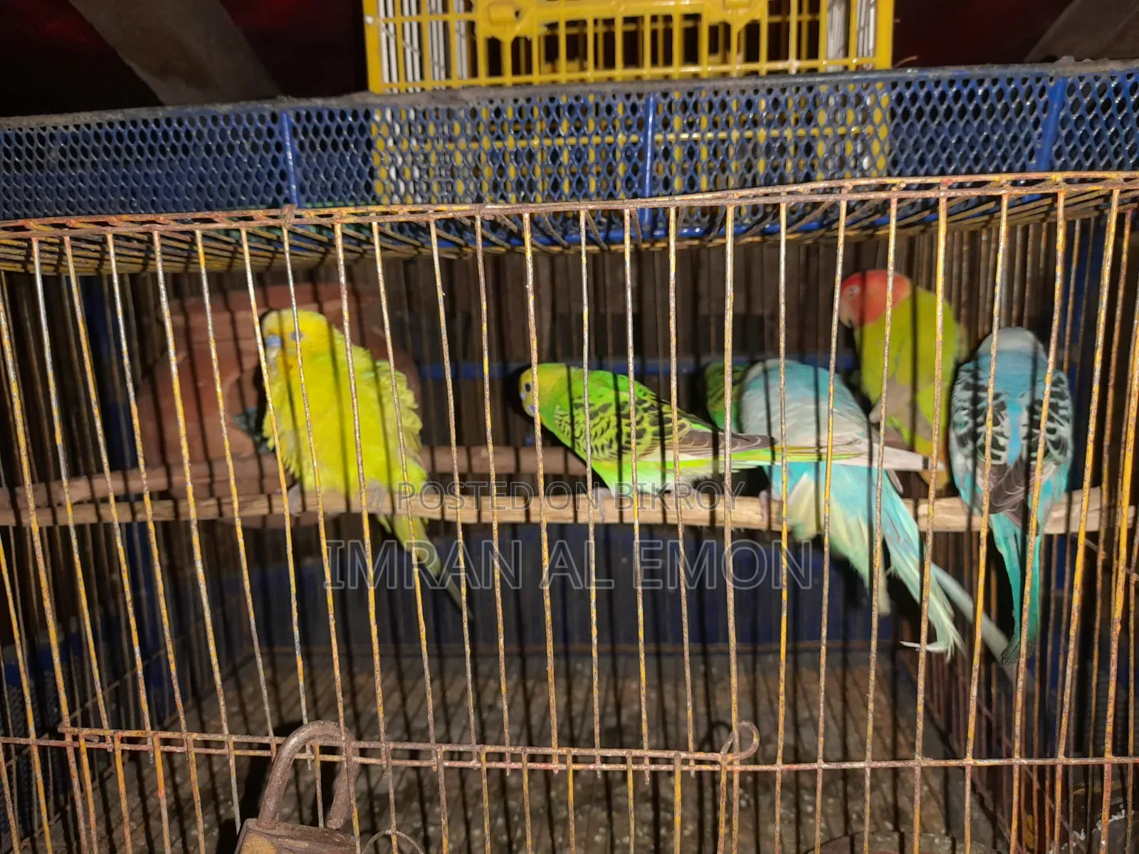 Budgie birds with chicks for sale.