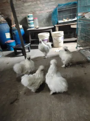 ইমপোর্টেড সিল্কি মুরগি