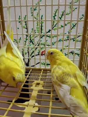 Lutino and Fellow Pair