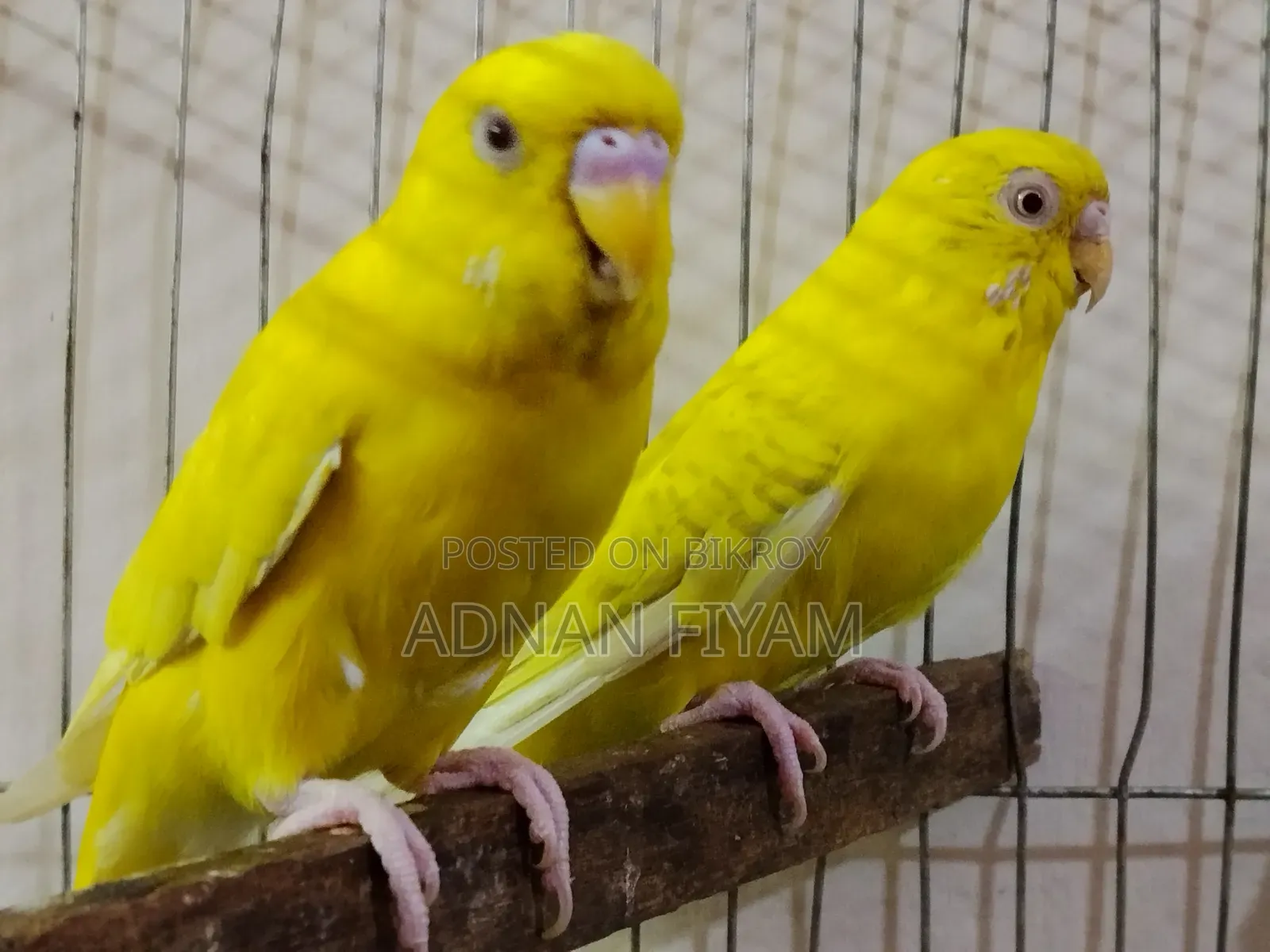 Lutino and Fellow Pair
