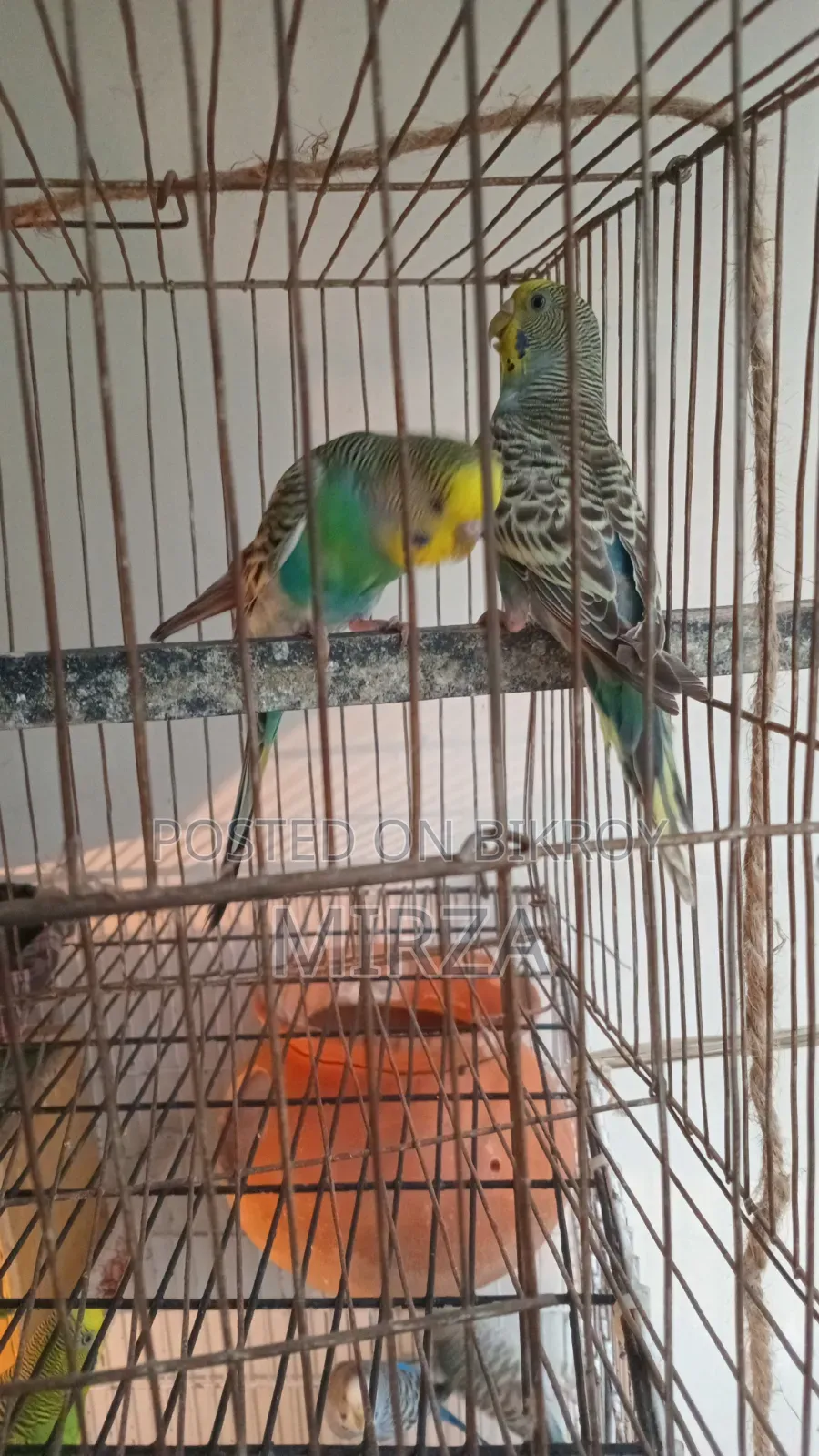 Budgerigar Bird