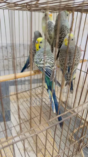 Budgerigar Bird