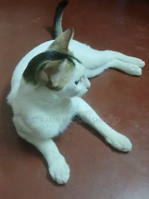 ১+ বছরের পুরুষ মিক্সড ব্রিড বেঙ্গল
