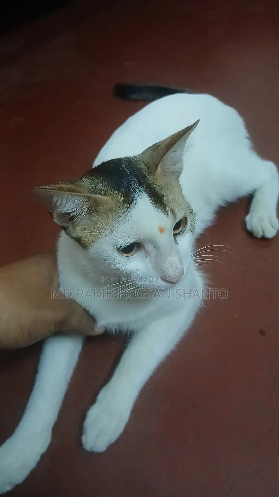১+ বছরের পুরুষ মিক্সড ব্রিড বেঙ্গল