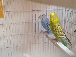 Budgerigar Bird
