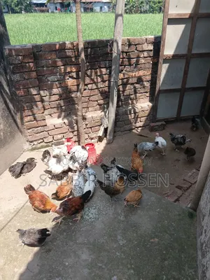 দেশি মুরগি