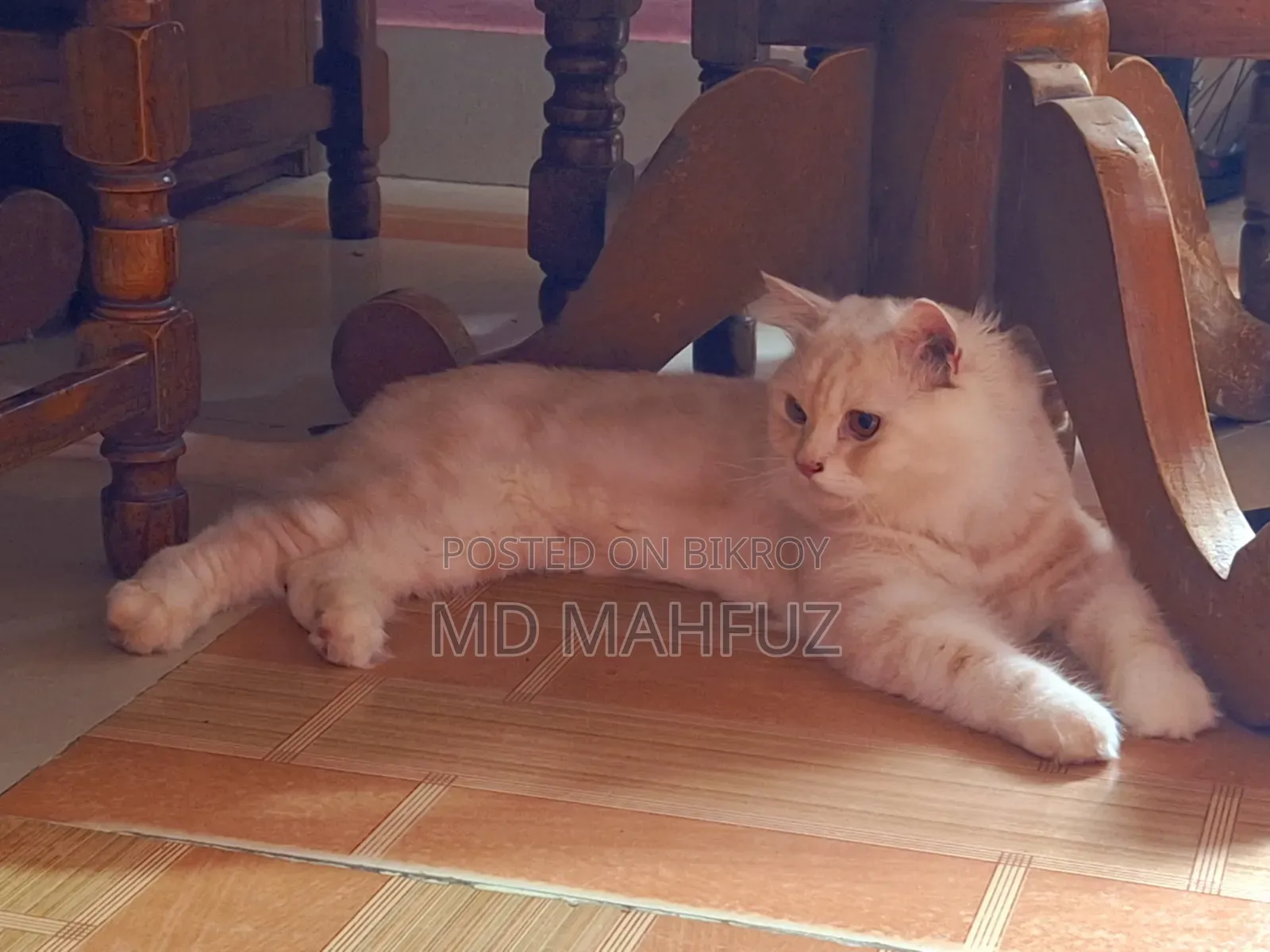 1+ Year Male Purebred Persian