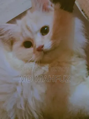 1+ Year Male Purebred Persian