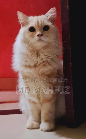 1+ Year Male Purebred Persian