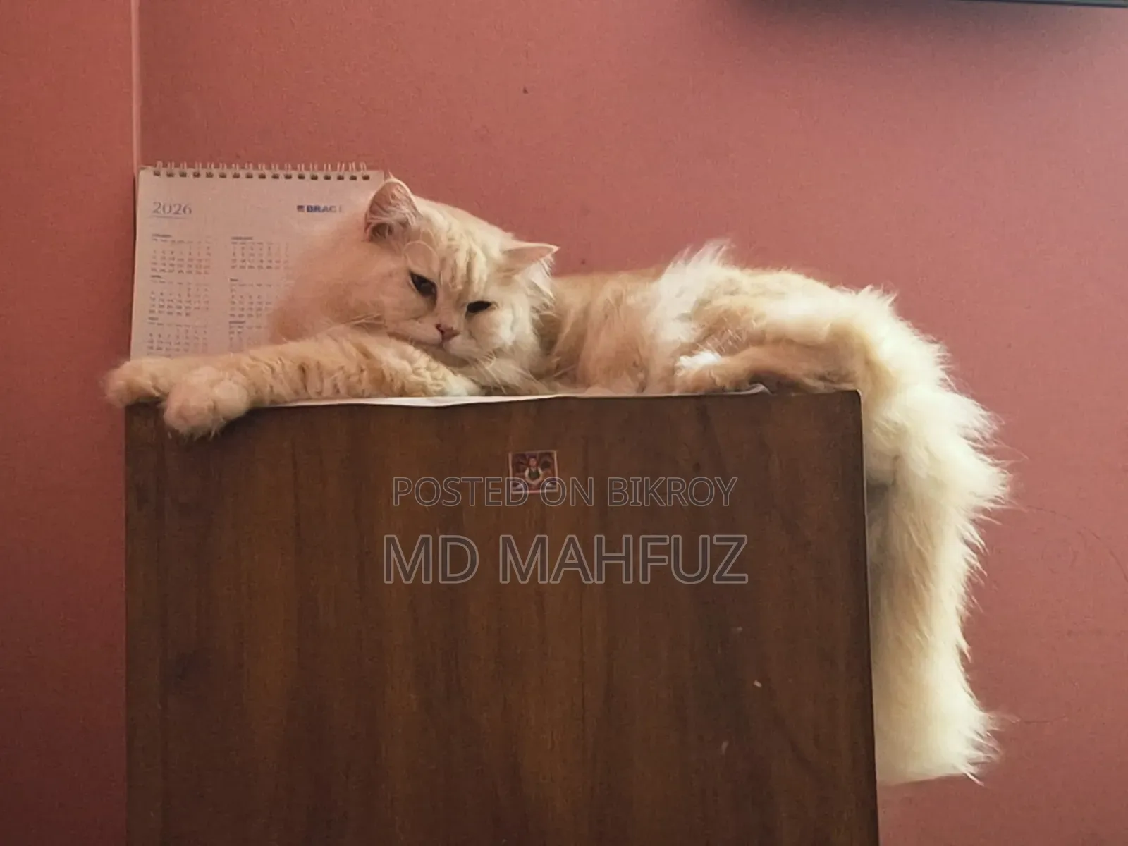 1+ Year Male Purebred Persian