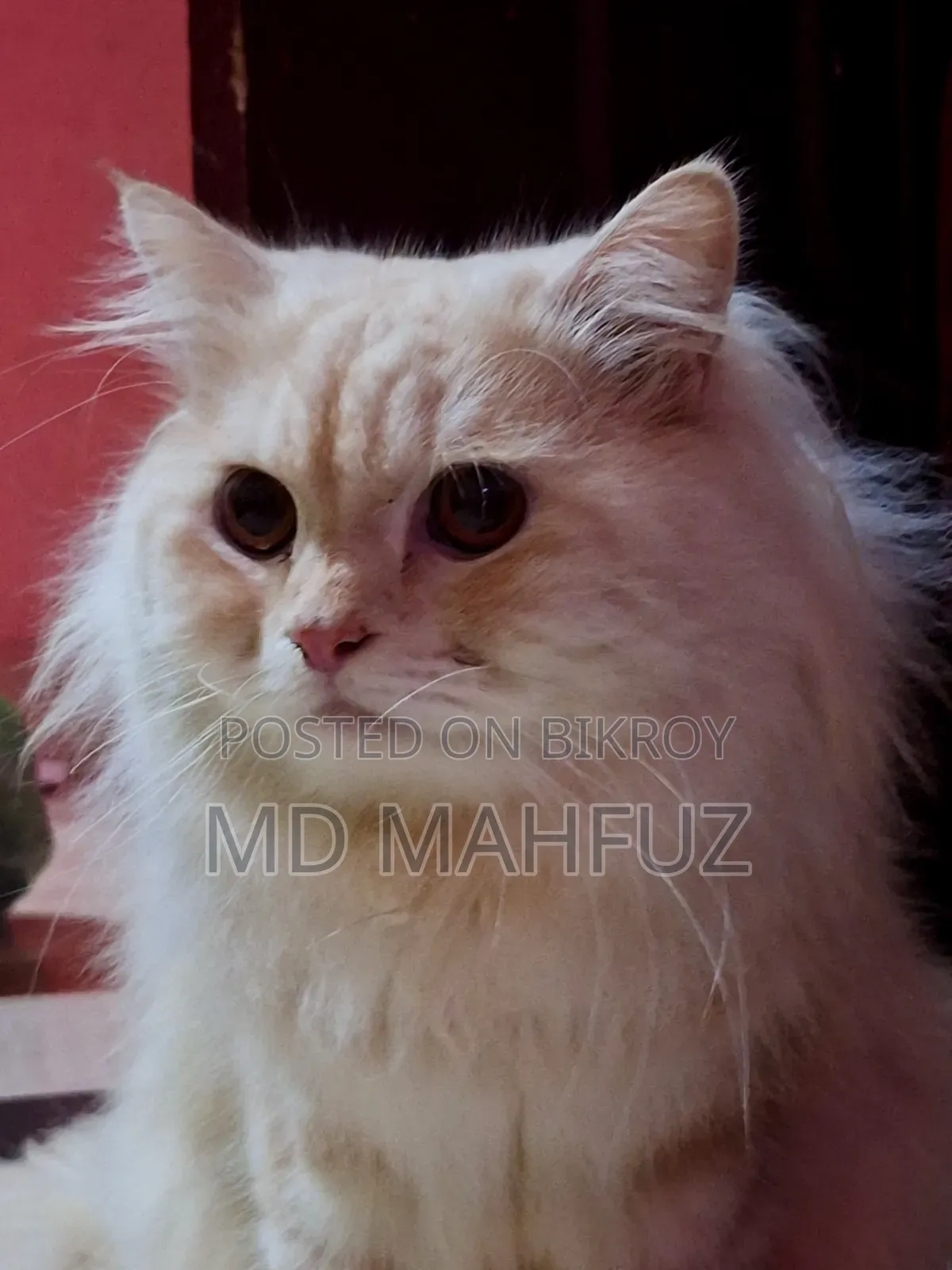 1+ Year Male Purebred Persian