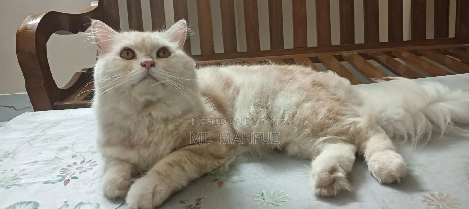 1+ Year Male Purebred Persian