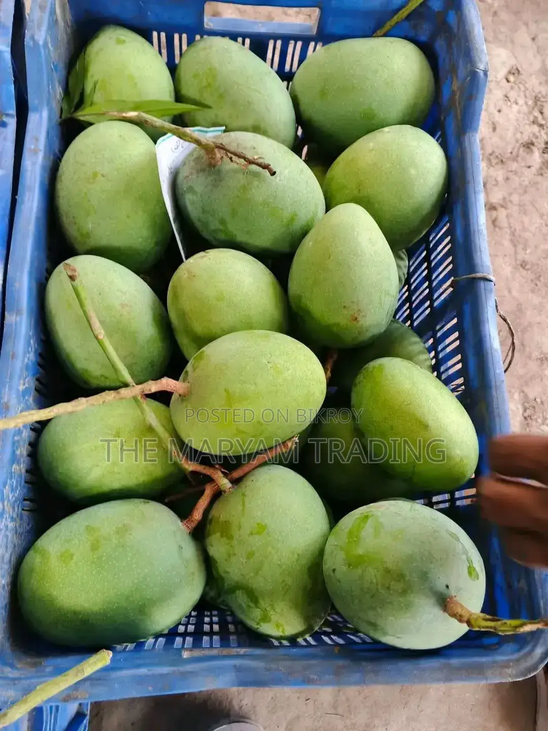 সাতক্ষীরার বিখ্যাত গোবিন্দভোগ আম।