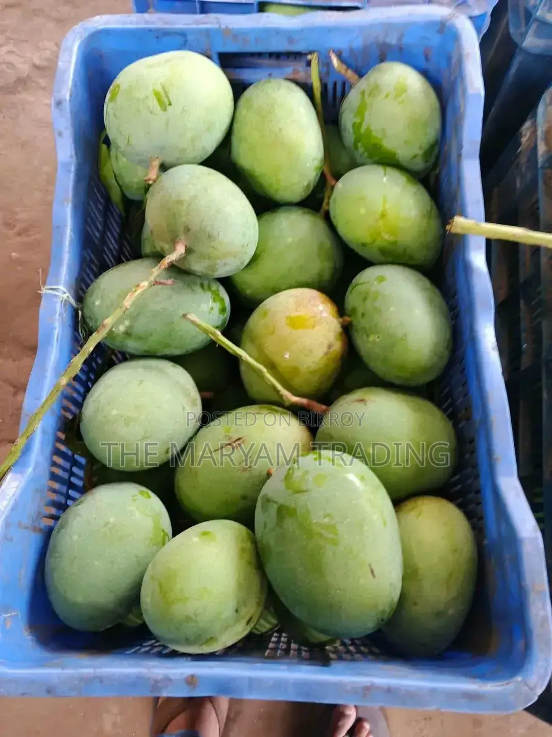 সাতক্ষীরার বিখ্যাত গোবিন্দভোগ আম।