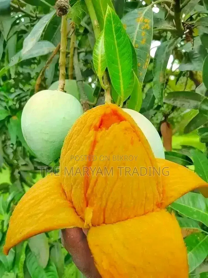 সাতক্ষীরার বিখ্যাত গোবিন্দভোগ আম।