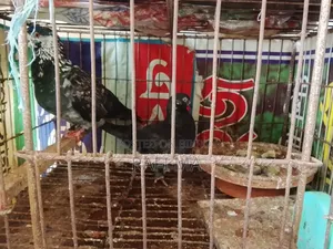 ভালো দেশি কবুতর