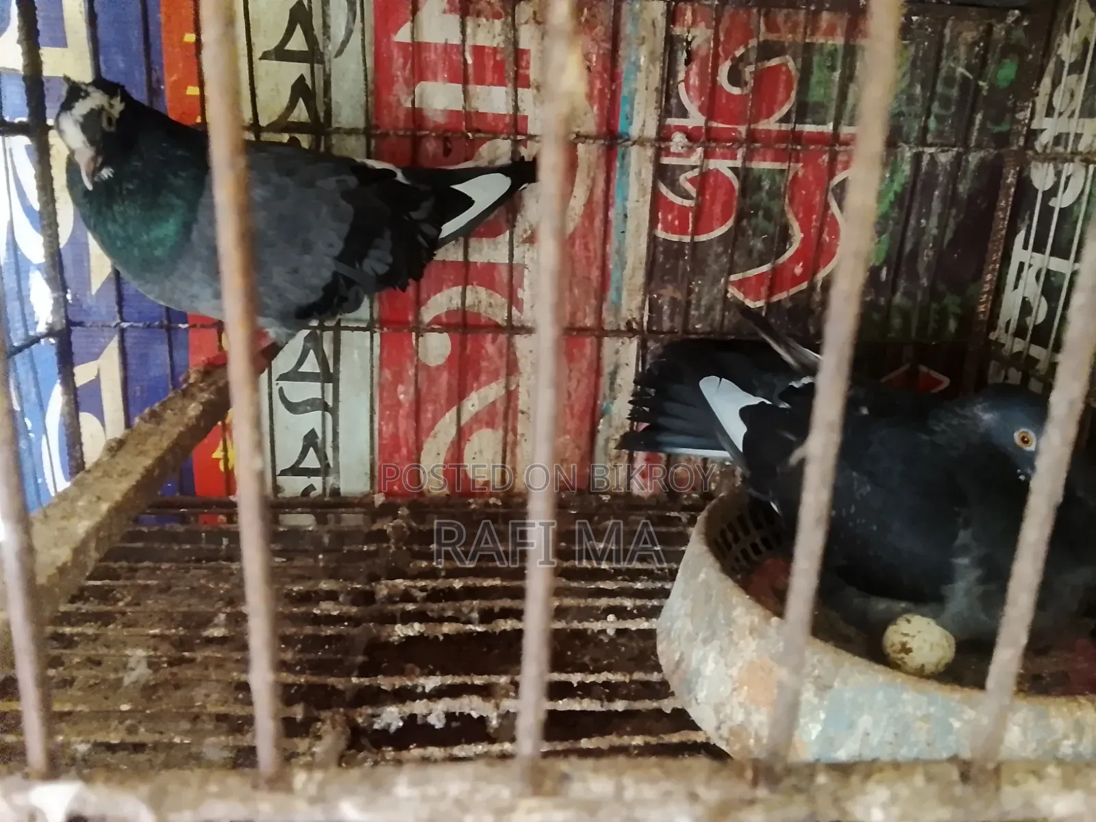 ভালো দেশি কবুতর