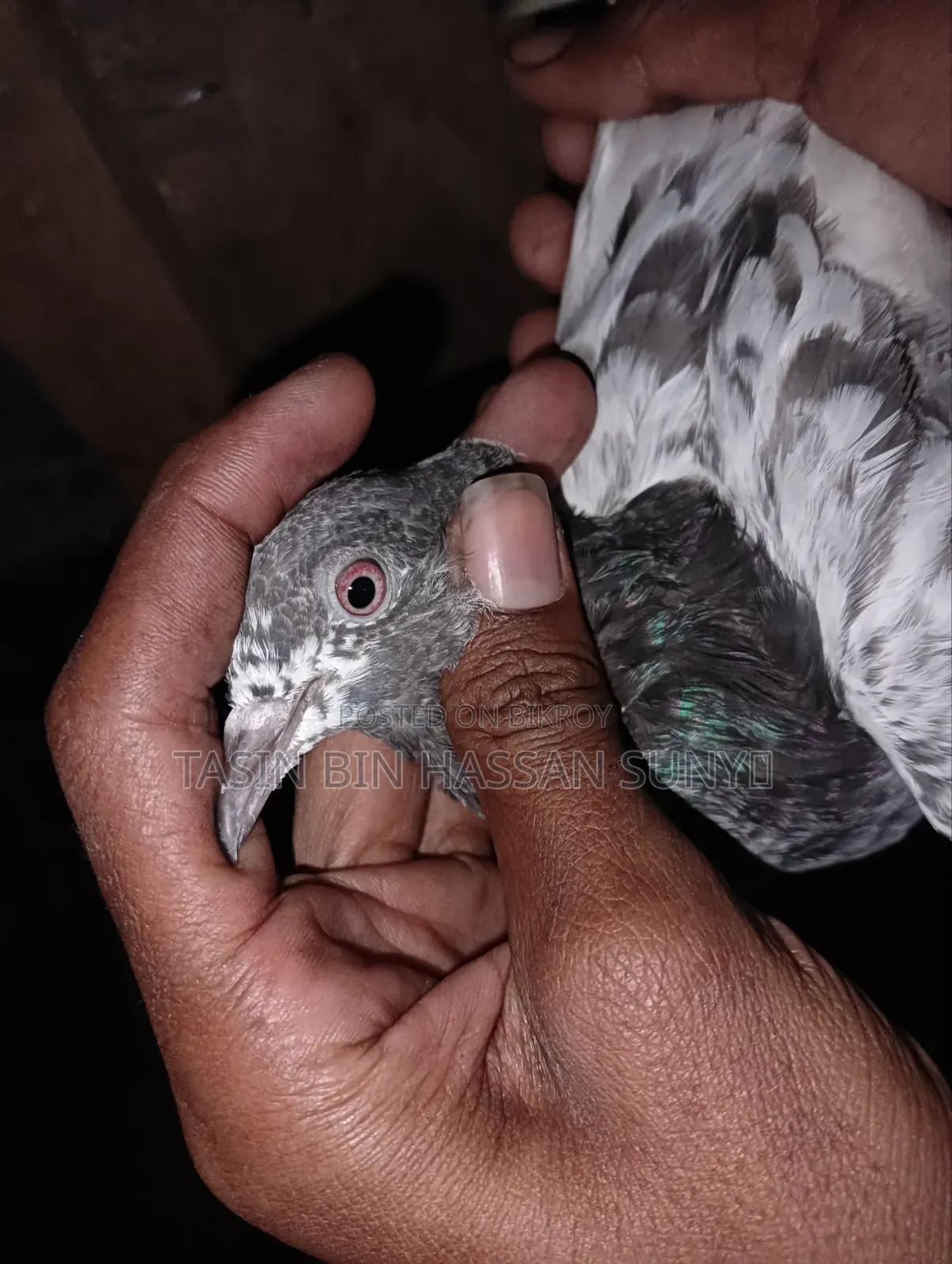 কামাগার ব্লাড লাইনের খুব ভালো মানের কবুতর