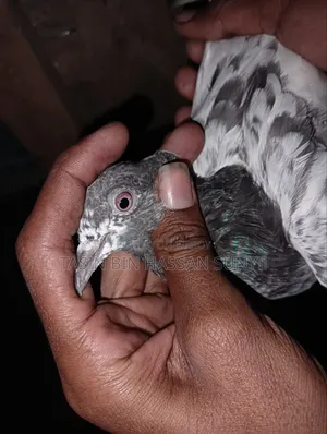কামাগার ব্লাড লাইনের খুব ভালো মানের কবুতর