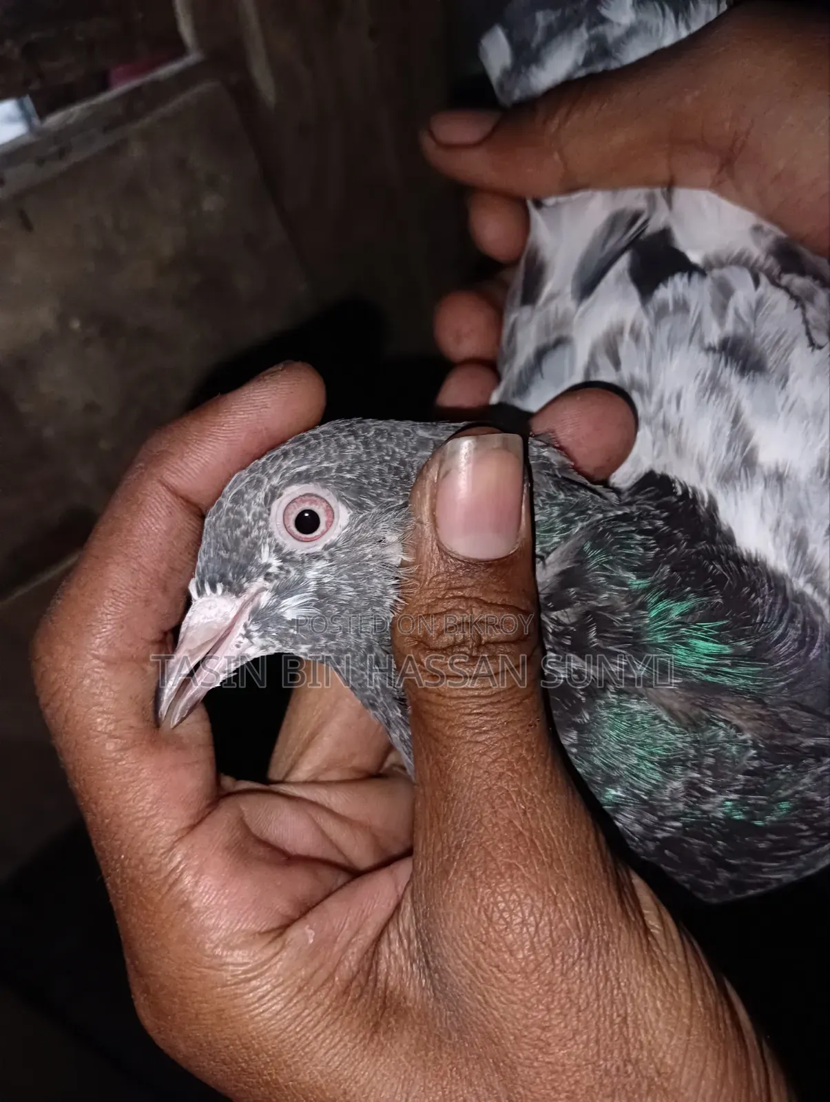 কামাগার ব্লাড লাইনের খুব ভালো মানের কবুতর