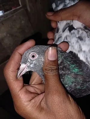 কামাগার ব্লাড লাইনের খুব ভালো মানের কবুতর