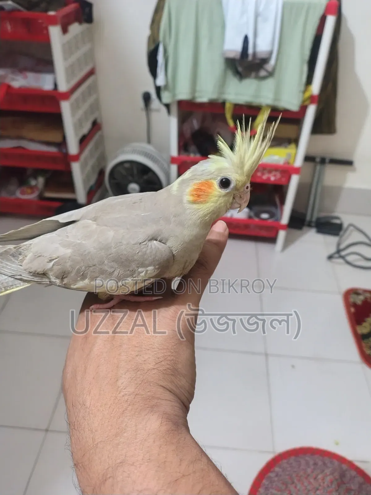 তিনটি টেম করা কোকাটেল পাখি