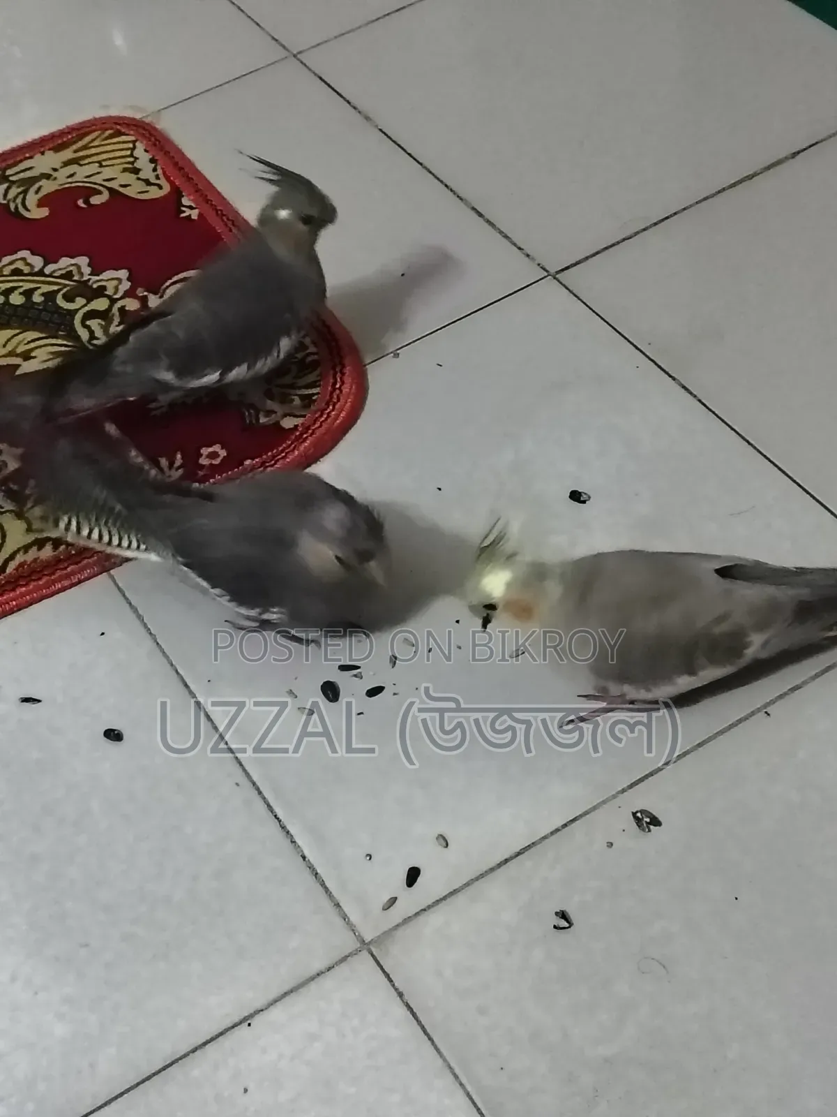 তিনটি টেম করা কোকাটেল পাখি