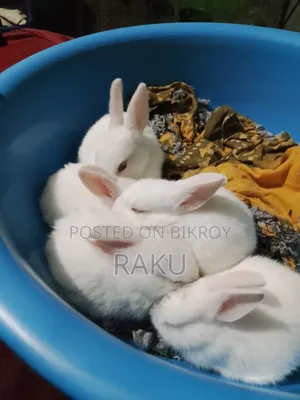 Healthy Pure White Rabbit for Sale