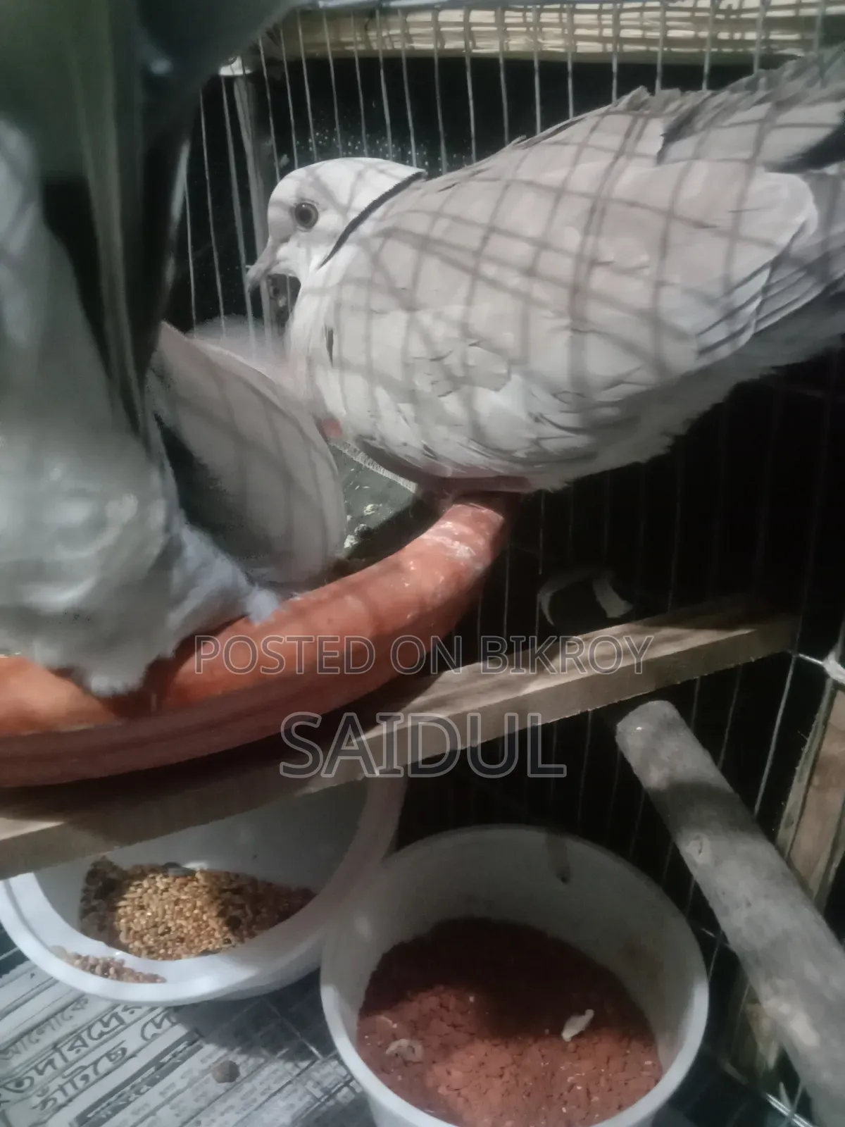 Dhaka Mohammadpur