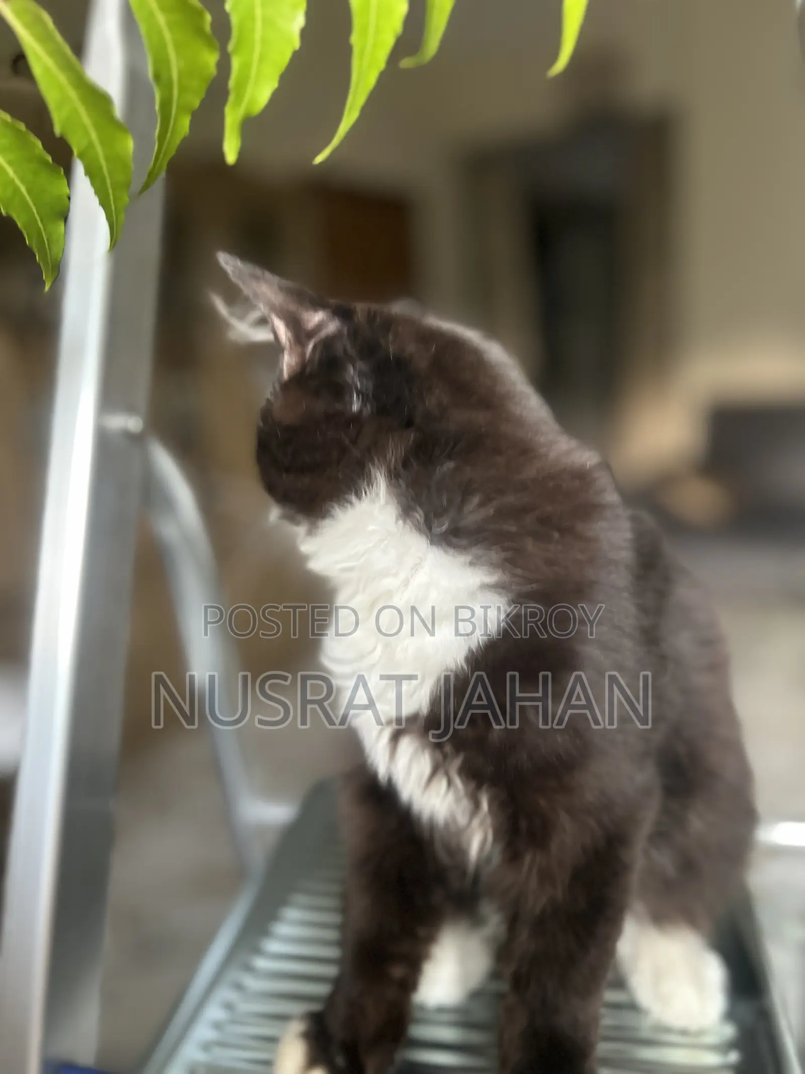 1-3 Months Male Purebred Persian