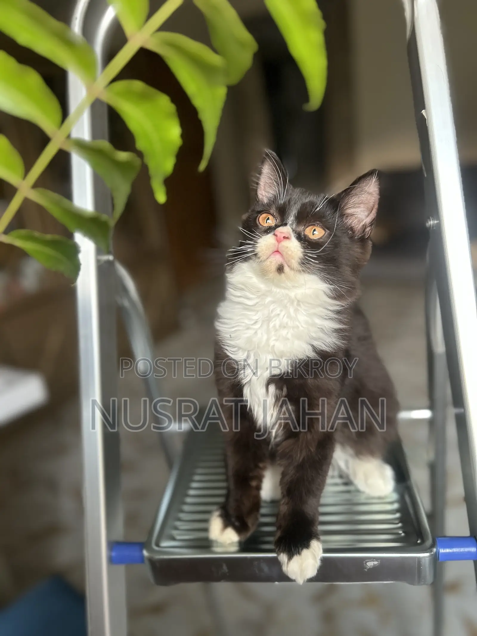 1-3 Months Male Purebred Persian