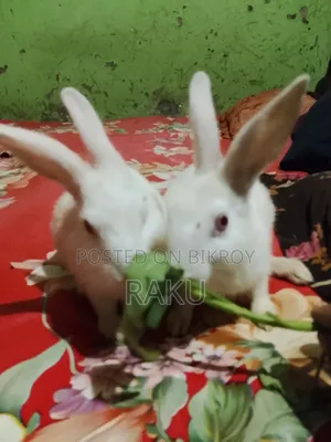 Healthy Pure White Rabbit for Sale