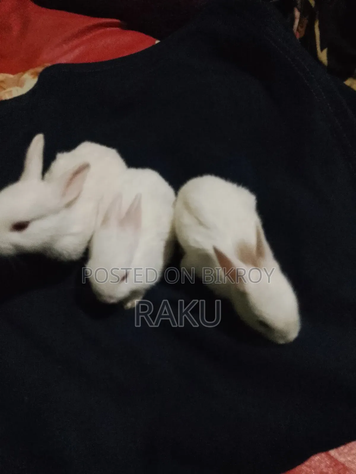Healthy Pure White Rabbit for Sale